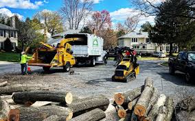 Best Commercial Tree Services  in Forrest, IL