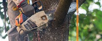 Best Emergency Tree Removal  in Forrest, IL