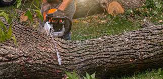 Trusted Forrest, IL Tree Services Experts