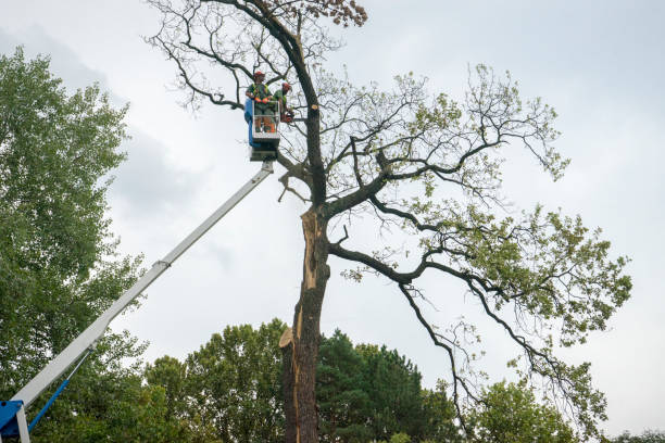 Best Tree Removal Service  in Forrest, IL