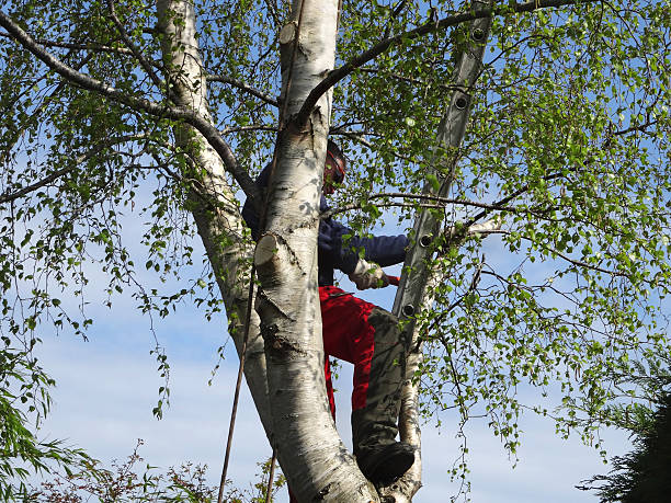 Best Hazardous Tree Removal  in Forrest, IL